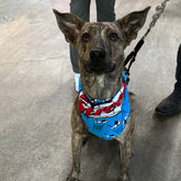 Dog Bandana