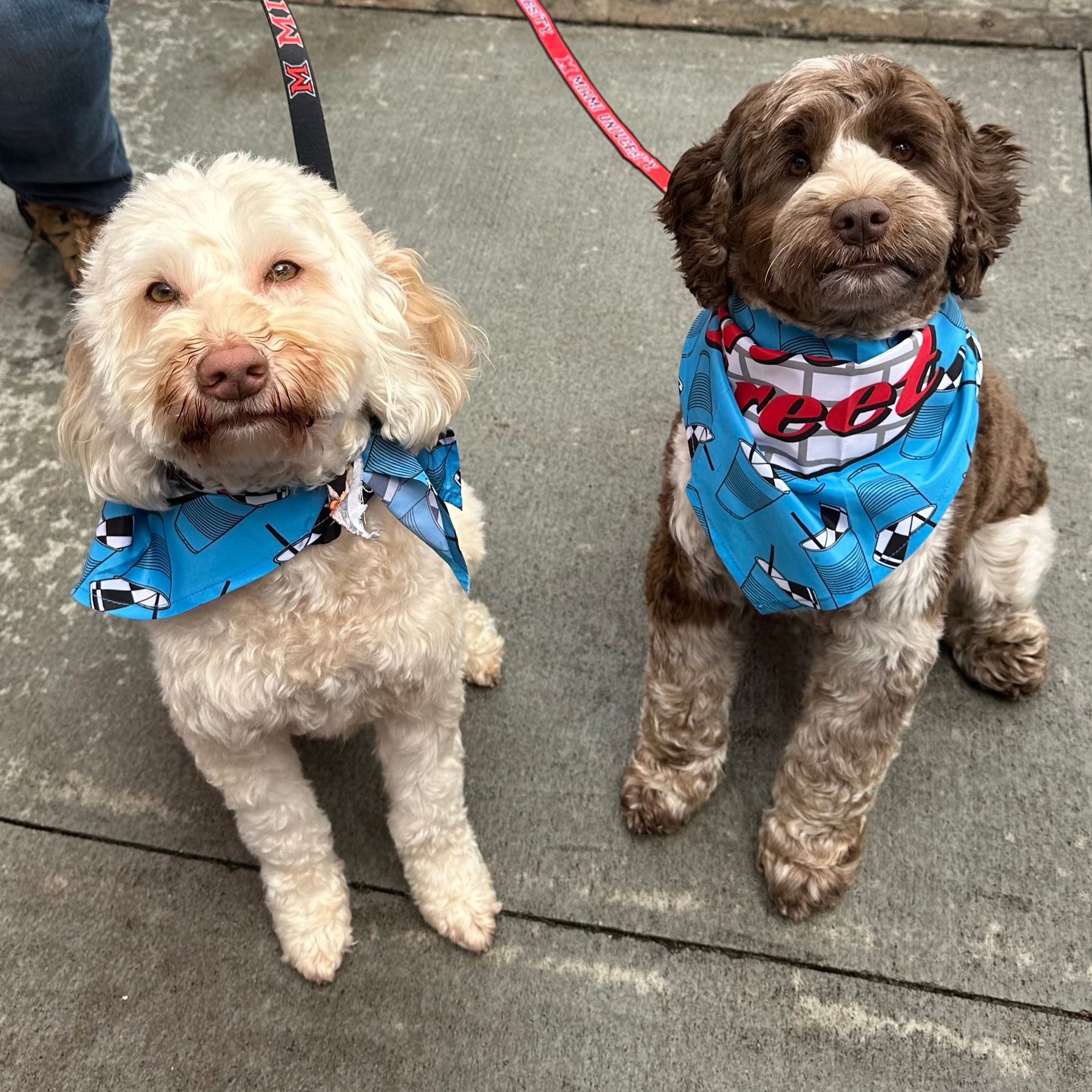 Dog Bandana